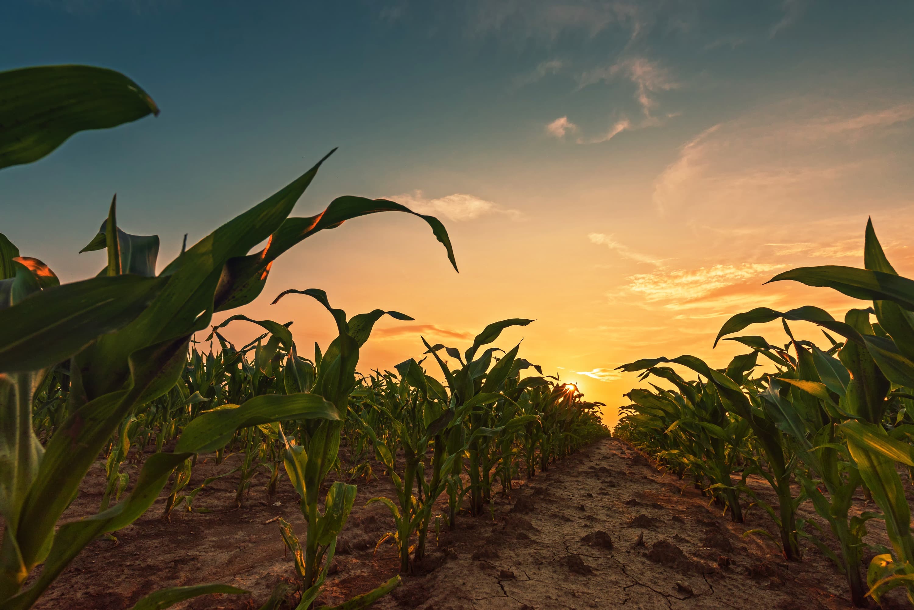 Corn field at sunset